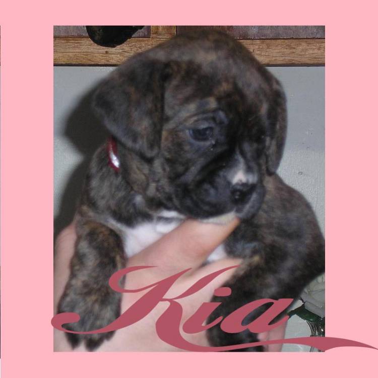 Our Puppy, Kia
