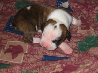 our second boxer, hudson