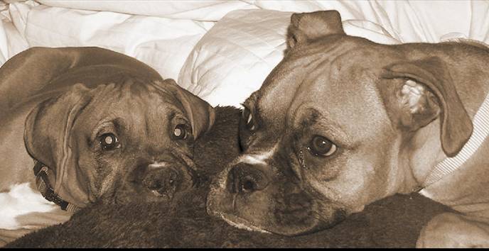 Our sweet babies