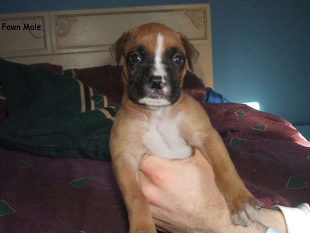 Our Upcoming Puppy