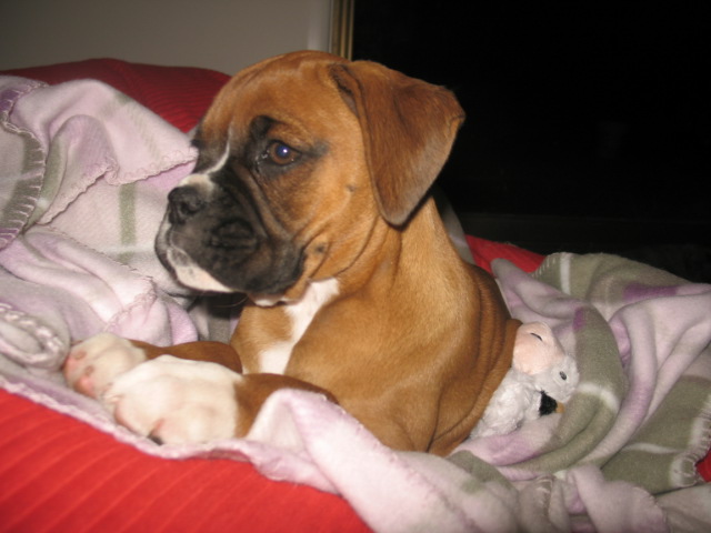 Our wee girl Ruby