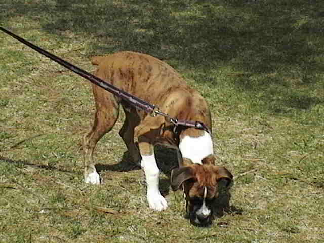 out for a walk