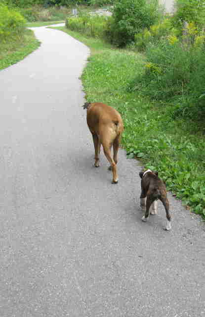 Out for a walk