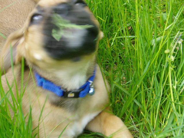 Out of all my toys, I like the grass!