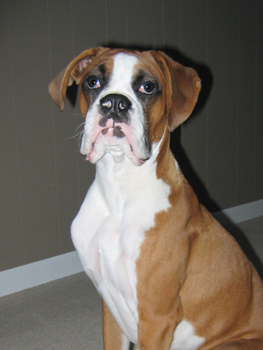 Owen - 6 months old
