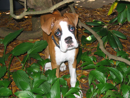 Owen