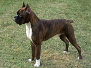 oz
