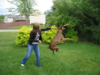 Ozzie jumping for a bat