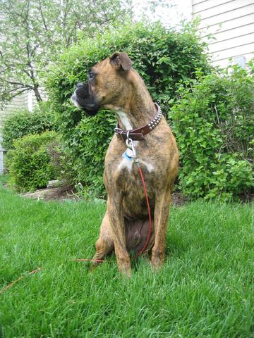 Ozzie posing