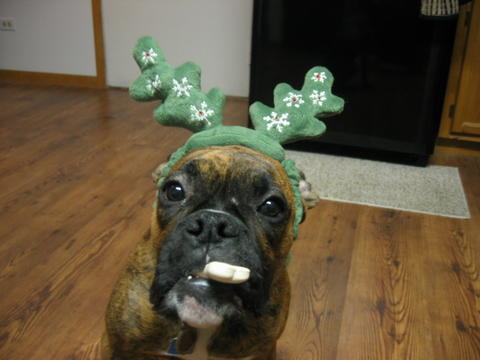Ozzie the reindeer