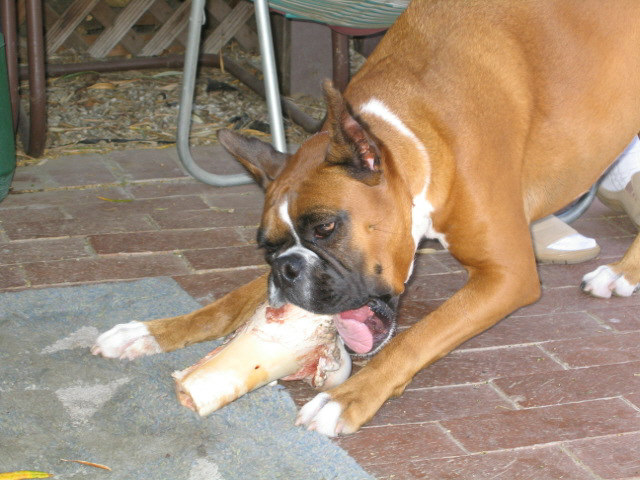 Ozzie v.s. the buffalo bone