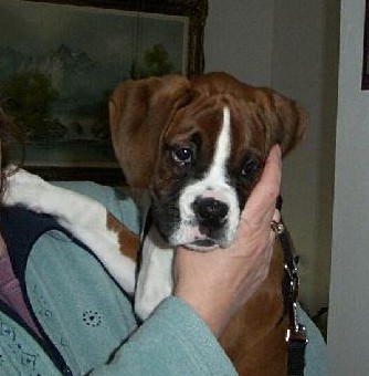 Ozzy 10 wks