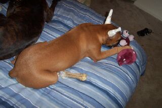 Ozzy @15 weeks with toy!!