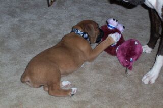 Ozzy  6 weeks