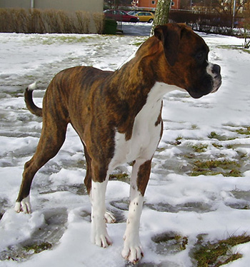 Ozzy 7 months