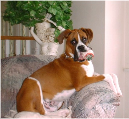 Ozzy 8 1/2 mths.