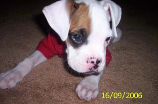 Ozzy @ 8wks
