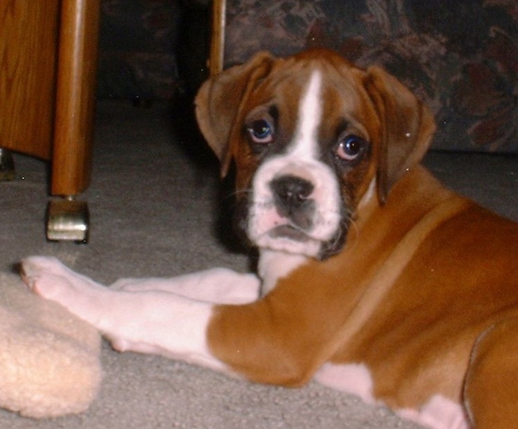 Ozzy 9wks