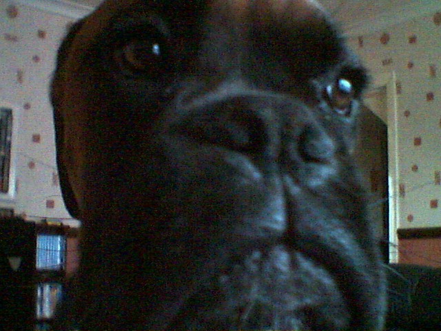 ozzy aged 8 months