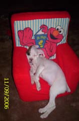 Ozzy and Elmo