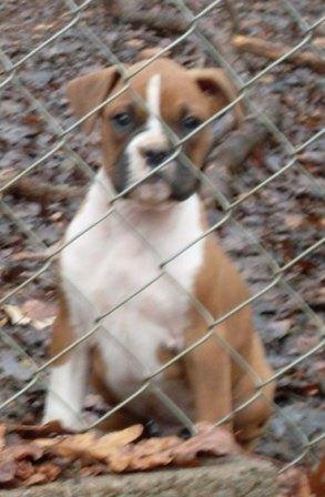 Ozzy as a baby pup