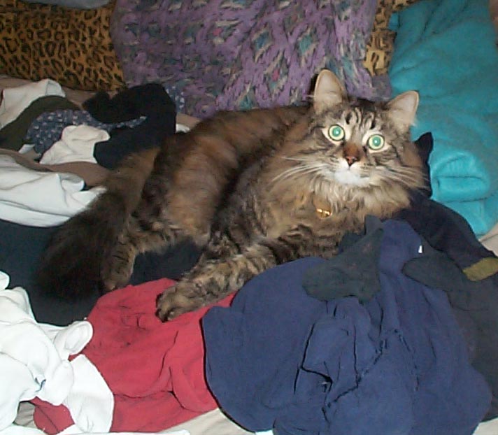ozzy helping with the laundry