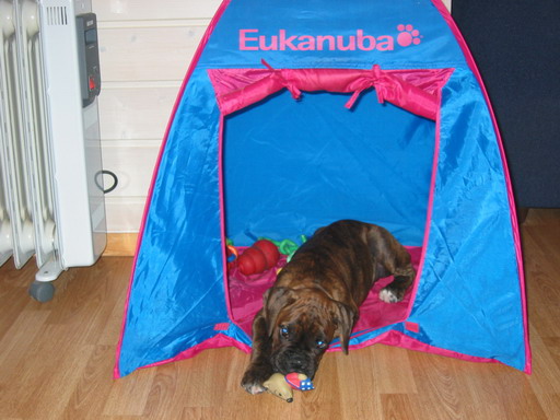 Ozzy in his tent