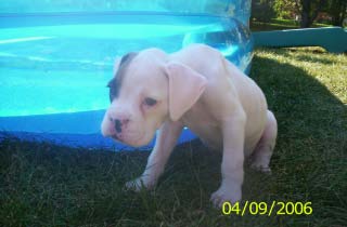 Ozzy Lounging by the Pool (6 wks)