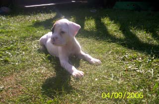 Ozzy Lounging in the Yard (6wks)