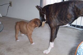 Ozzy Playing with his big sister Lennox