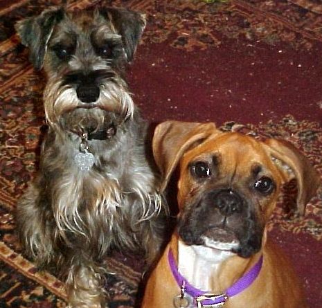Ozzy & Roxie