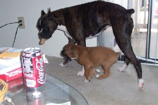 Ozzy trying to get the toy from Lennox