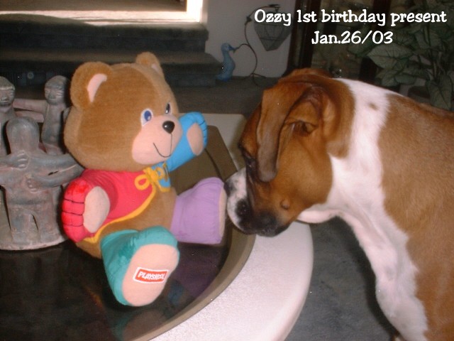 Ozzy's 1st birthday