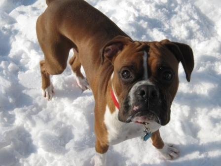 Ozzy's First Snow