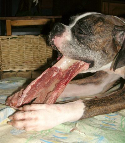 P?n?loppe eating