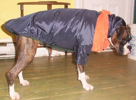 P?n?loppe with Igor's coat