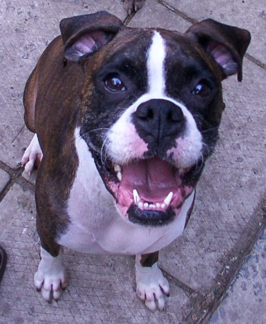 P?n?loppe's big face!