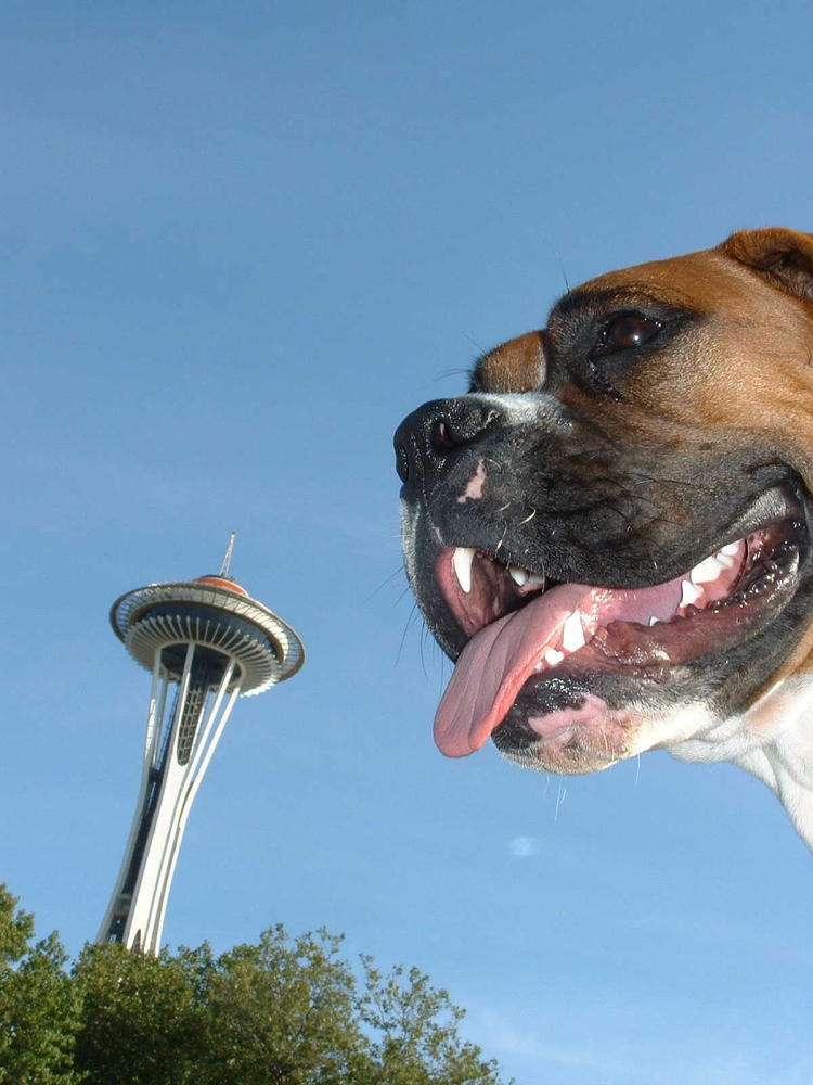 Paca at the Space Needle