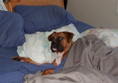 pacci_in_bed