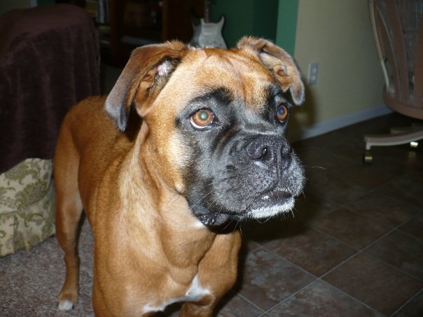 Pacey