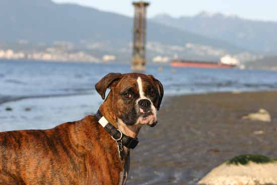 Pacific Spirit  - at the beach
