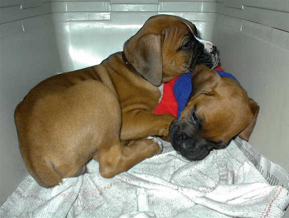 Paco and Paca first day together