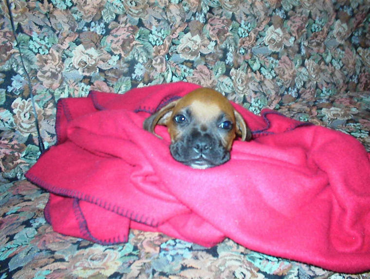Paco as a baby