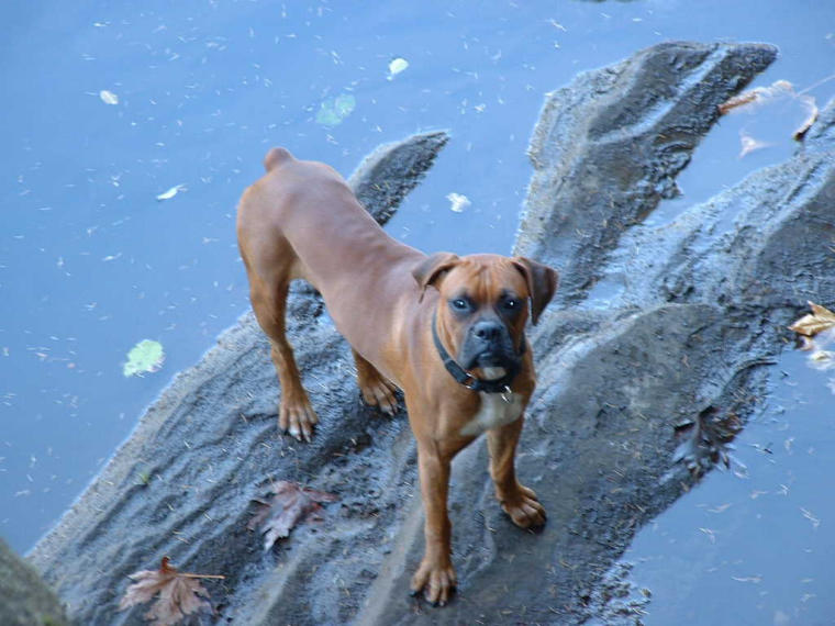 Paco at the Green River, Washington state