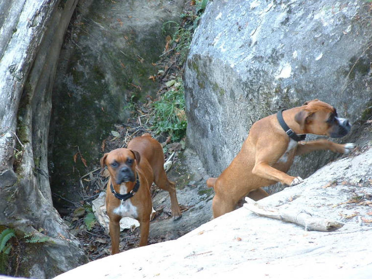 Paco&Paca rock climbing