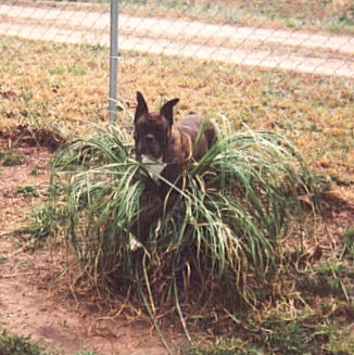 Paige (my landscaper)