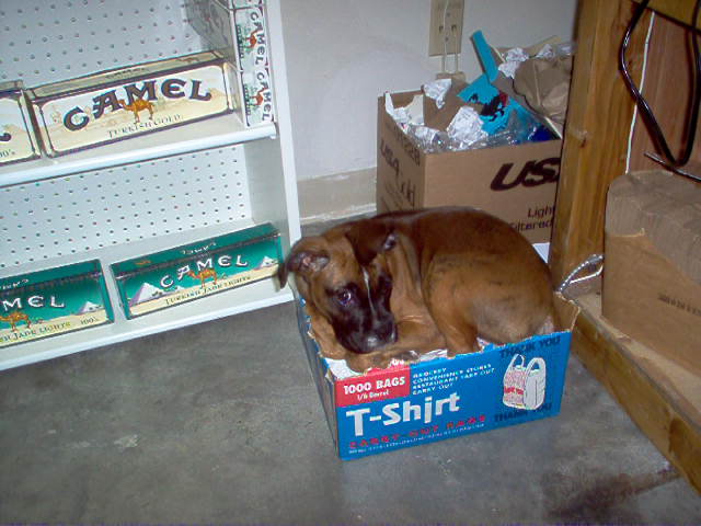 Paisley hard at work!