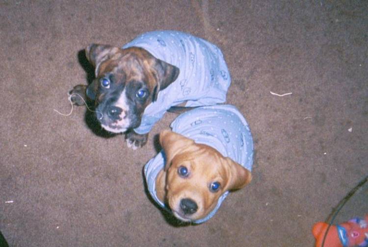 Pajama Babies