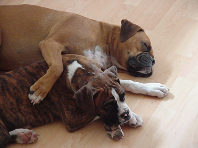 pals forever