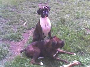 Pals forever